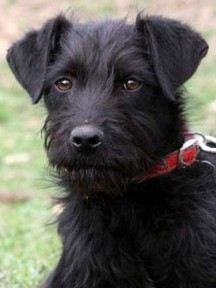 Aporka- Vizla H&uuml;ndin 2 Jahre