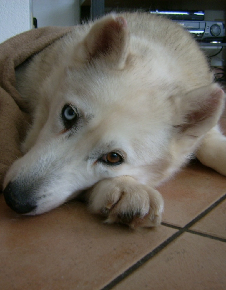 Gitta - liebe Schmusemaus